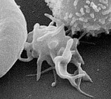 Schneller Wundverschluss dank Nanotechnologie
