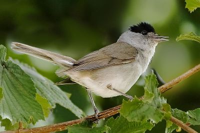 Wie Meisenknödel die Evolution verändern