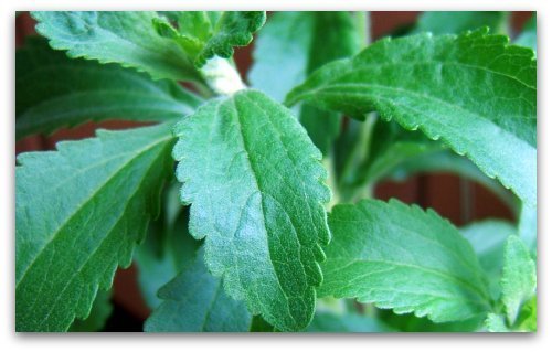 Pflanzlicher Süßstoff Stevia