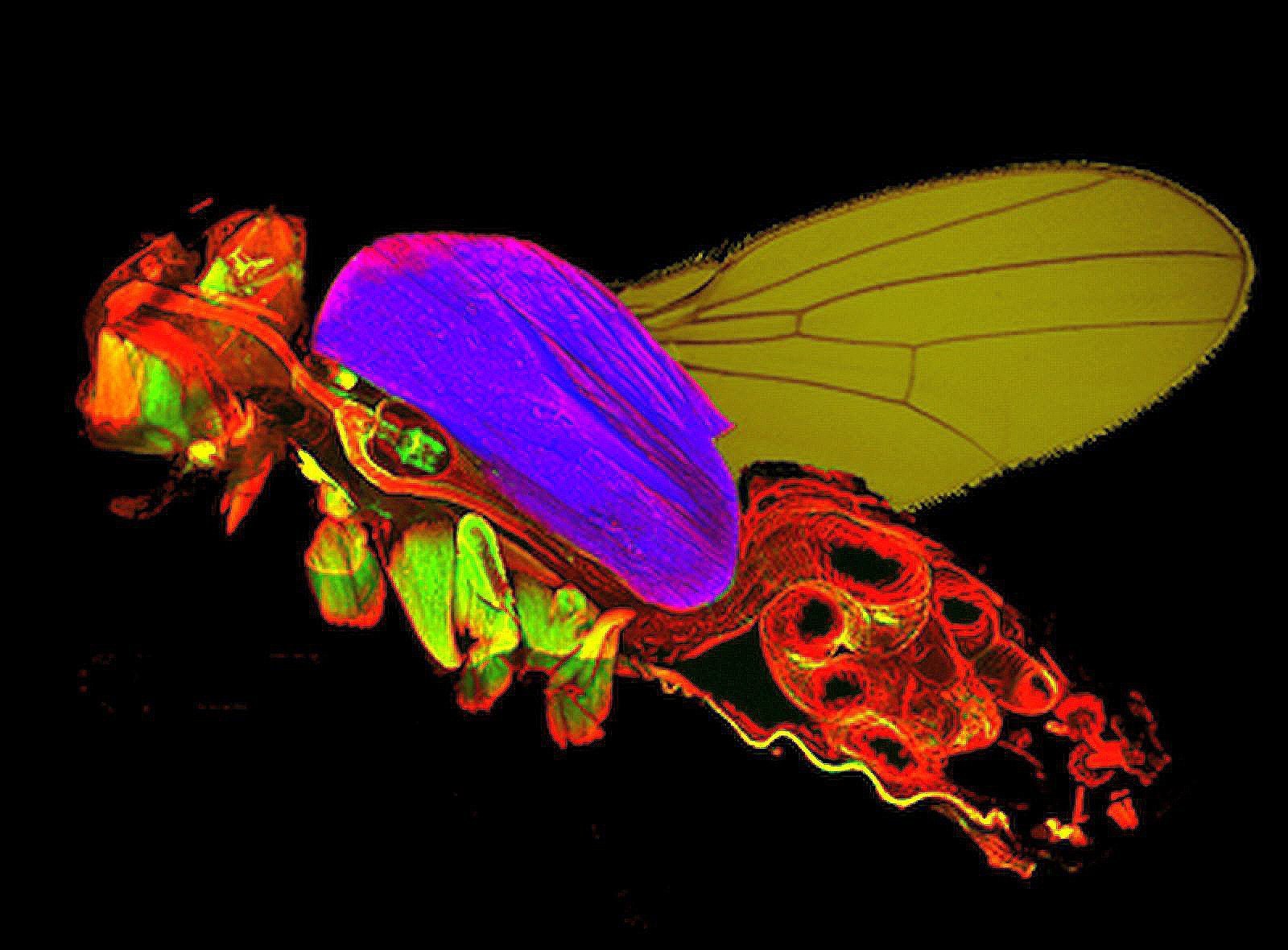 Drosophila lässt Muskeln spielen