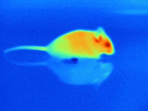 Temperaturschwankungen schmecken