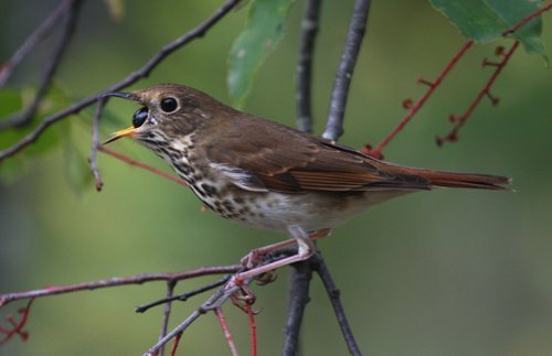Vögel futtern sich fit