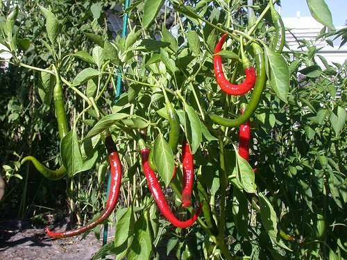 Chilis forever