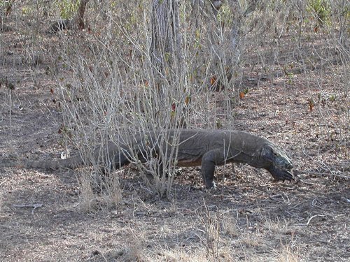 Neue Tierart auf den Philippinen entdeckt