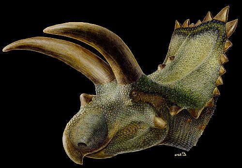 Fossilienfund in Mexiko