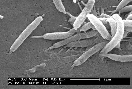 Helicobacter hat den Dreh raus