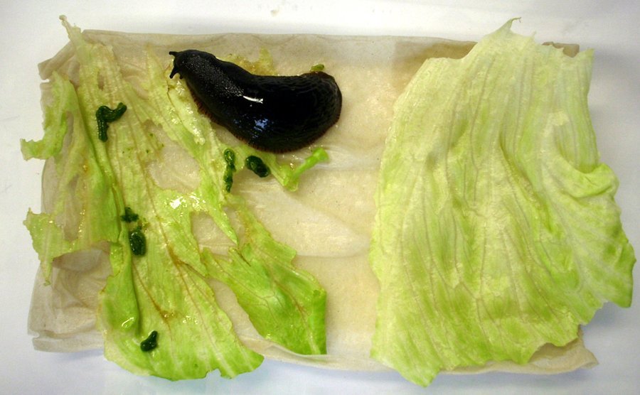 Appetitlose Weichtiere