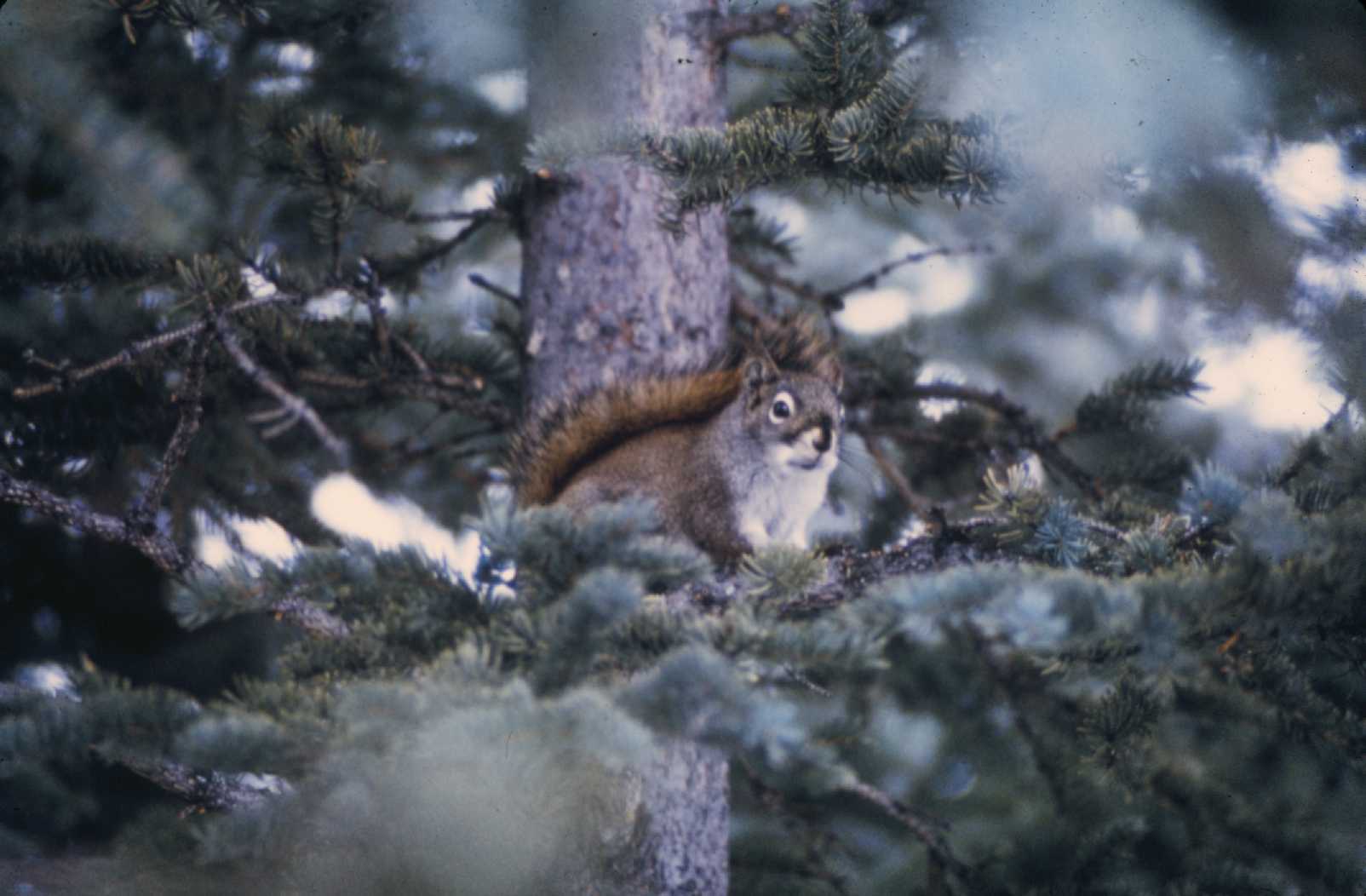 Hörnchen mit Familiensinn