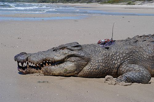 Surfende Krokodile