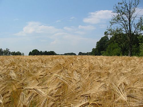 Schutzschild vor Krankheitserregern