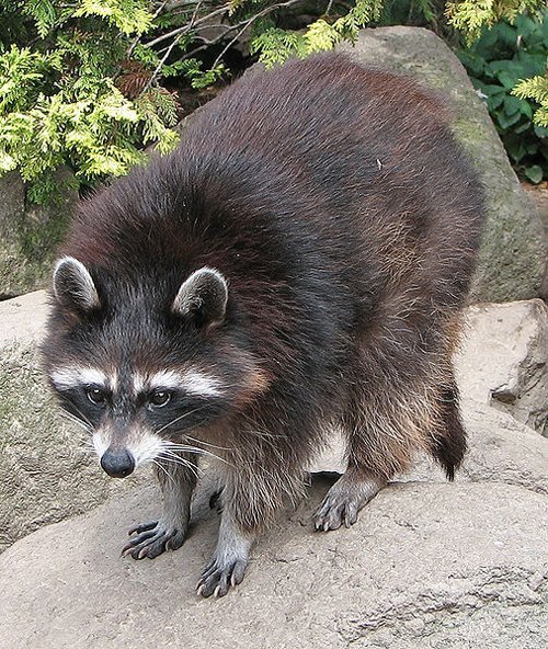 Tierische Einwanderer