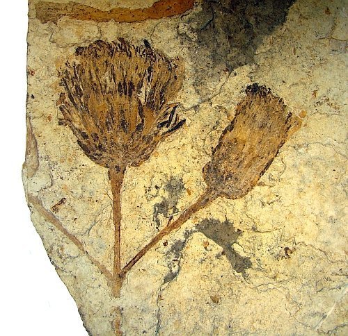 Blühende Urahnen