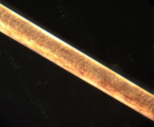 Echt haarig