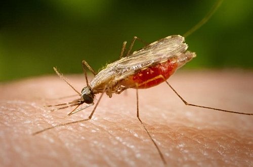 Kampf gegen die Malaria