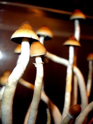 Pilz statt Pille