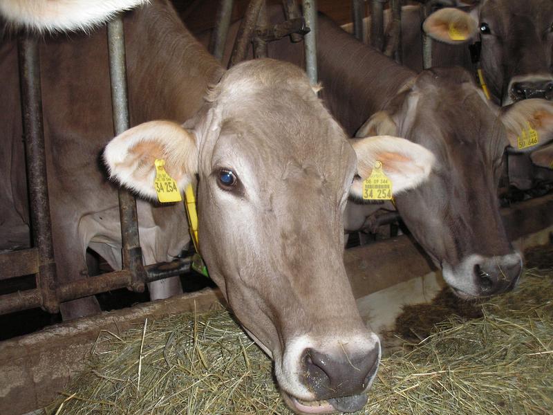 Gesunde Kühe geben bessere Milch