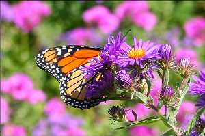 Schlauer Schmetterling