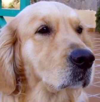 Hundeblick mit Mehrwert