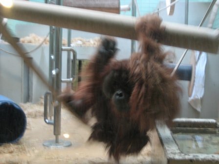 ?Jurassic Park? ist Bonobos Lieblingsprogramm