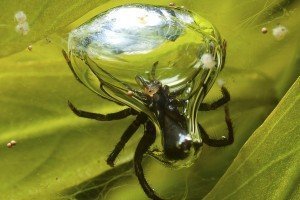 Die Spinne mit der Taucherglocke
