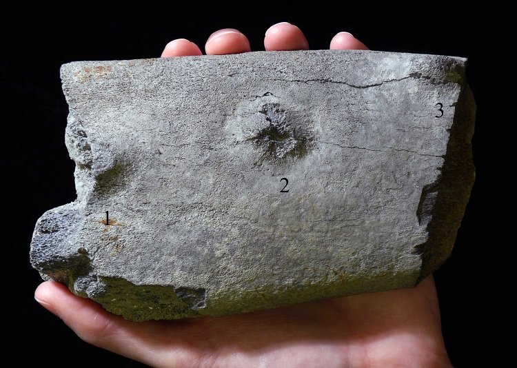 Hai beißt Wal ? vor ein paar Millionen Jahren