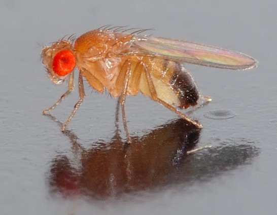 Eine kleine Fliege bringt Biologie und Medizin voran