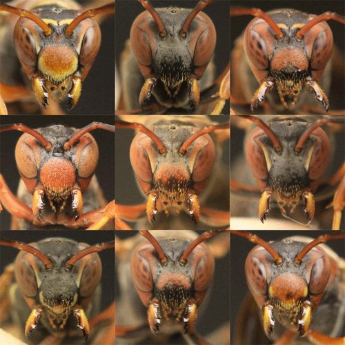 Tierische Gesichtskontrolle