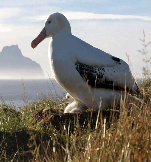 Albatrosse profitieren vom Klimawandel ? derzeit