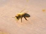 Wissenswert: Was machen die Bienen bei Kälte in ihrem Stock?