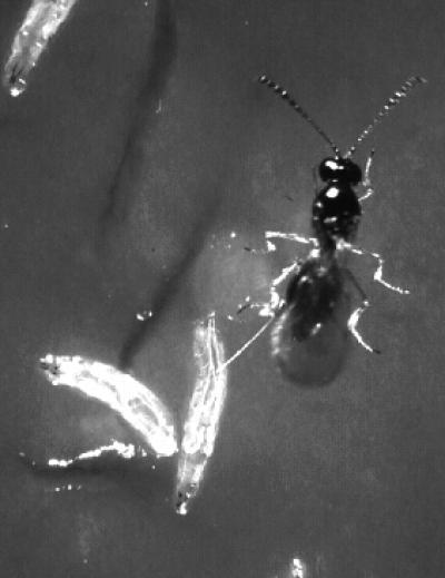 Hochprozentige Parasitenkur