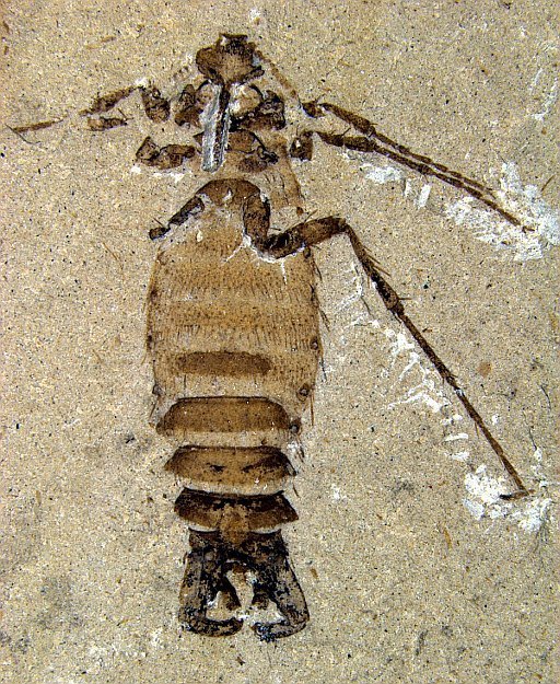 Riesen-Flöhe aus der Zeit der Dinosaurier