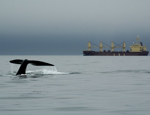 Walforschung im Kielwasser des Terrors
