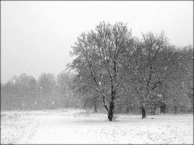 Weniger Eis, mehr Schnee