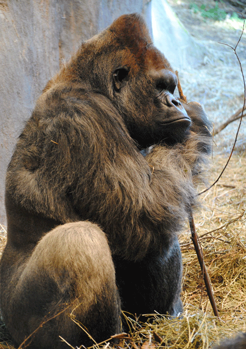 Der Affe in uns