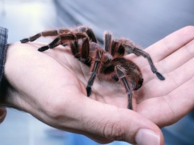 Kuscheln mit Spinnen