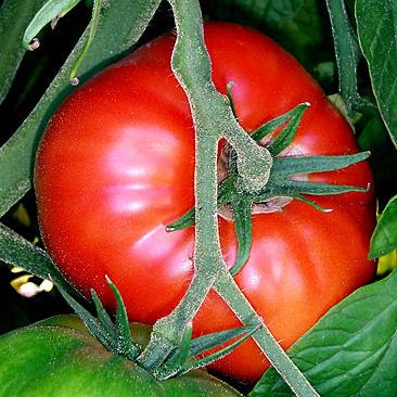 Was der Tomate ihren Geschmack verleiht