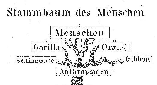 Wo die Wurzeln des menschlichen Stammbaums liegen