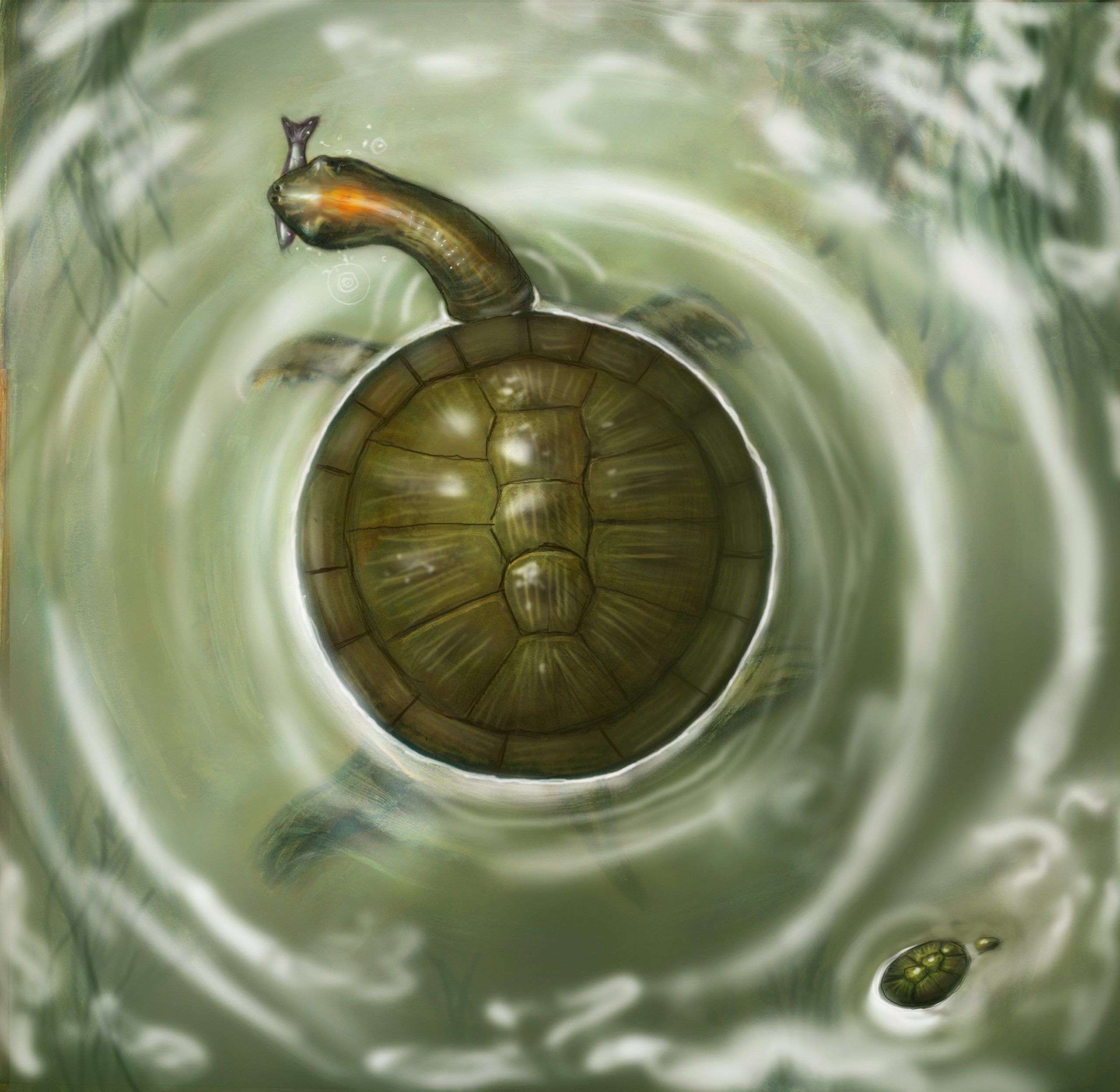 Die dicke Schildkröte