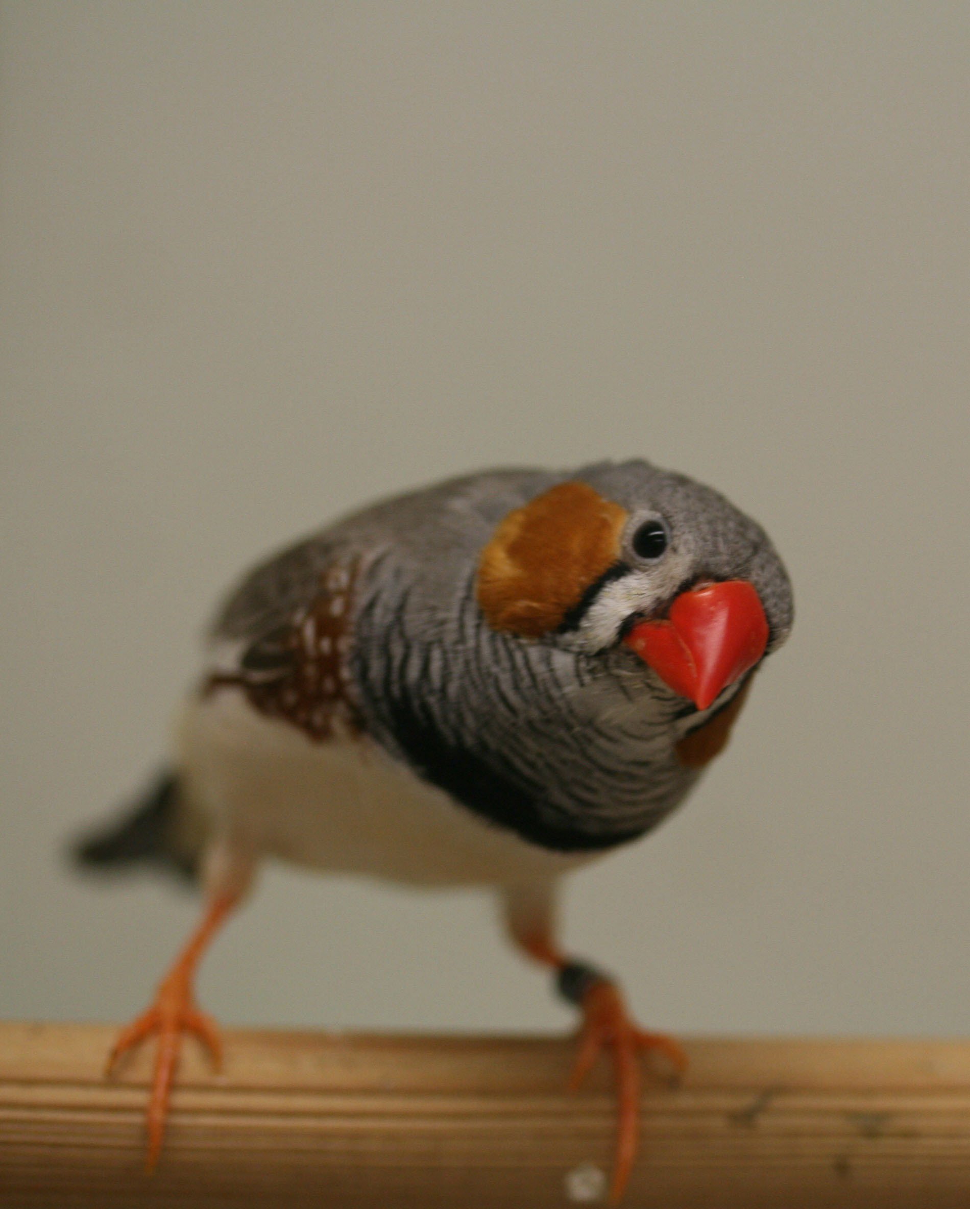 Gesangsstunde mit Zebrafinken
