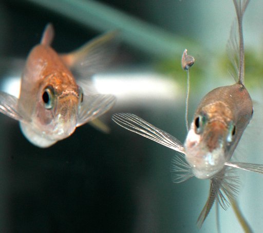 Kuriose Natur: Fische angeln Weibchen