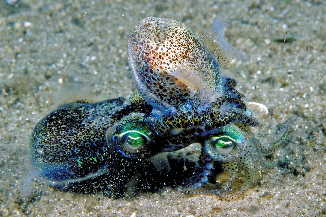 Kuriose Tierwelt: Sex kann tödlich sein