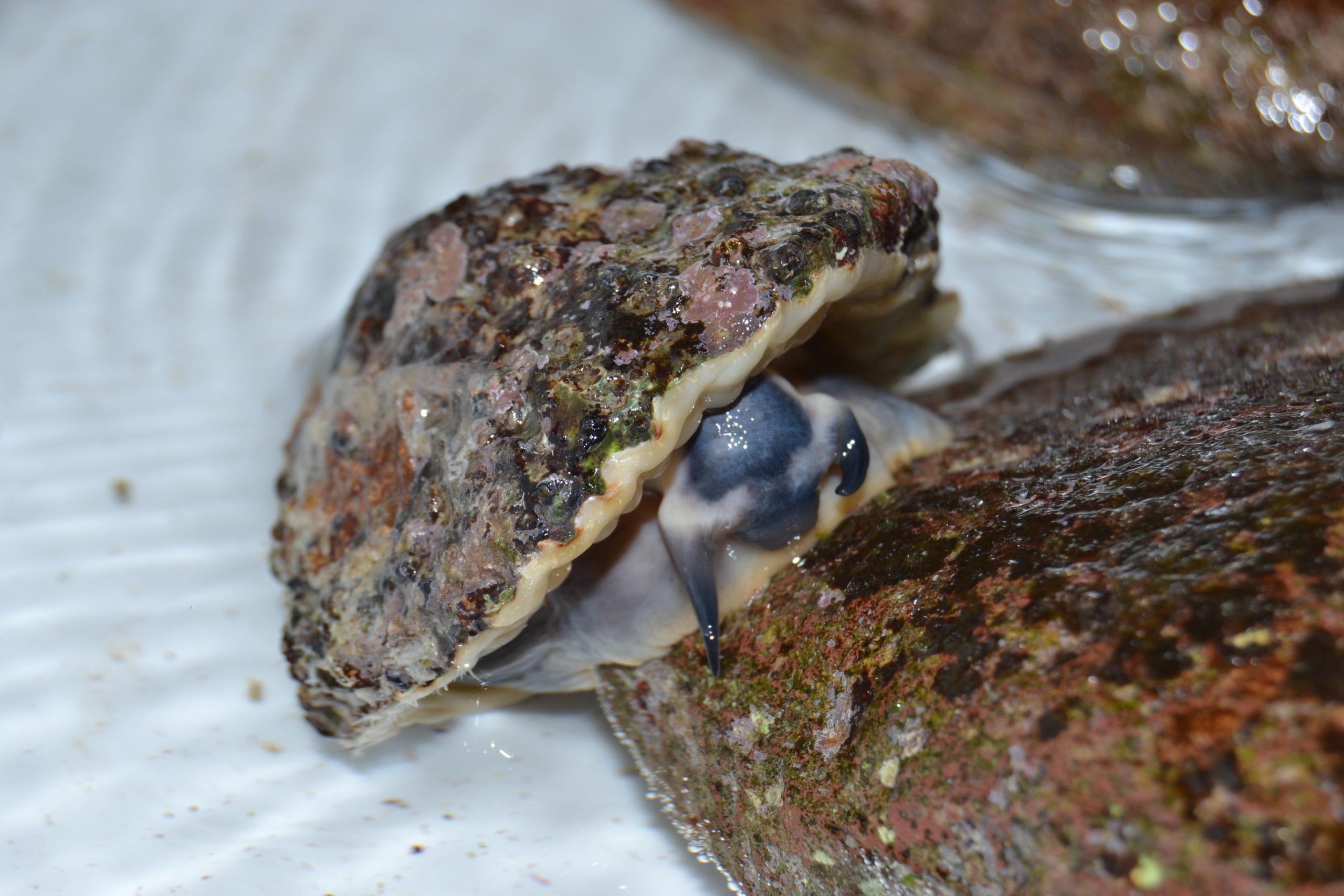 Nachwuchs im Muschelbecken