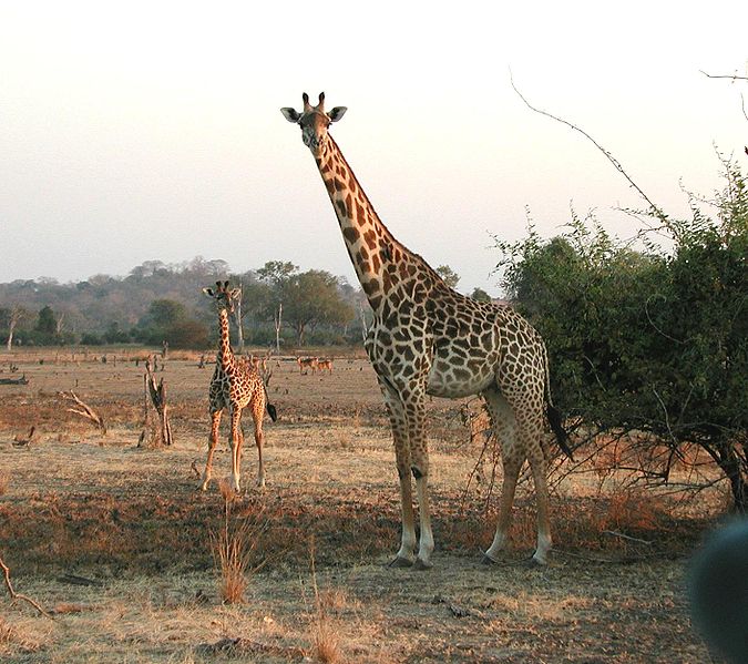 Die traurige Giraffe