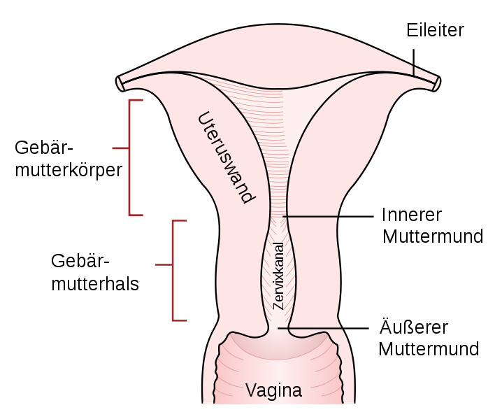 Ein wunderschöner Uterus