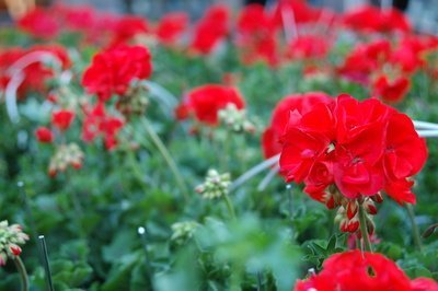 Gentechnik für allergiegeplagte Blumenfreunde