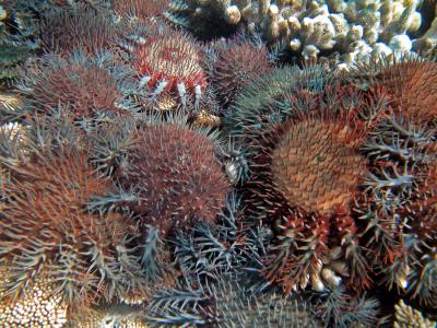Das Ende des Great Barrier Reef