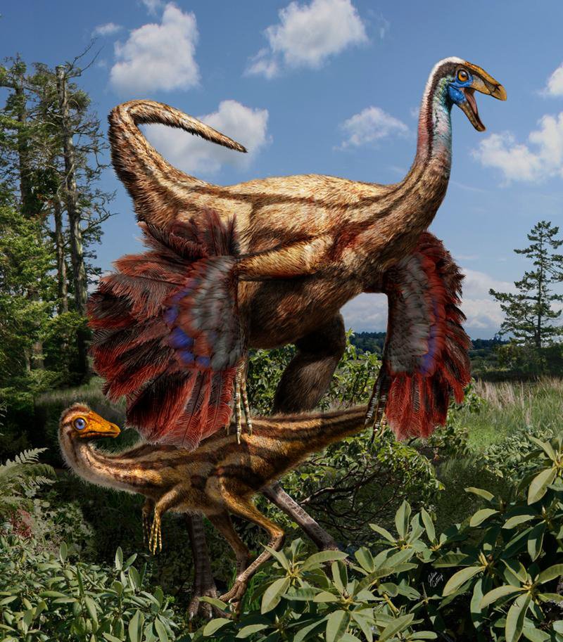 Dinos mit Federn, aber ohne Flügel