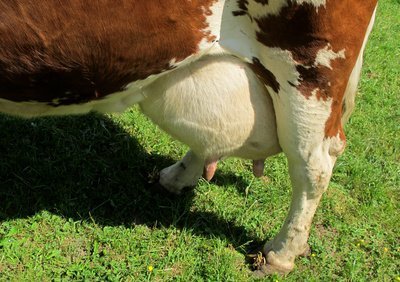 Eine Milchkuh für Allergiker