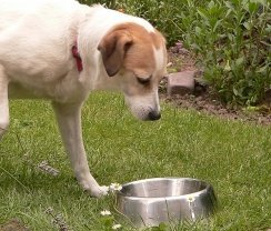 Hunde mögen's deftig
