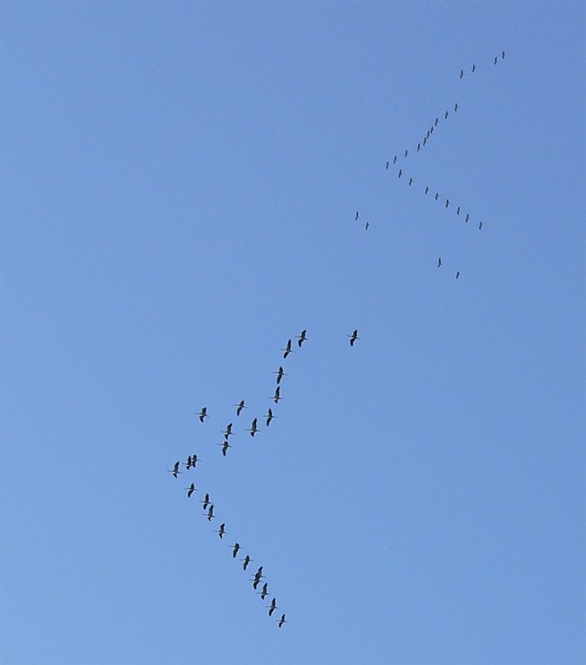 Wissenswert: Warum bleiben die Zugvögel nicht für immer im warmen Süden?